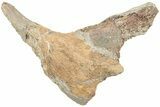 Fossil Dinosaur Bone Section - North Dakota #237677-1